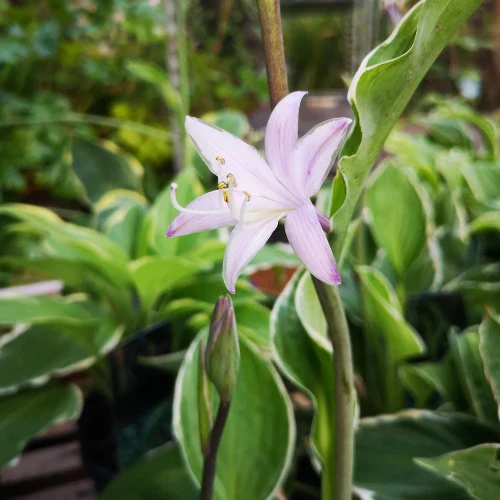 Hosta Francee - Image 4