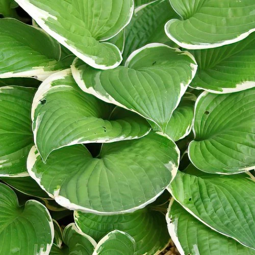 Hosta Francee - Image 5