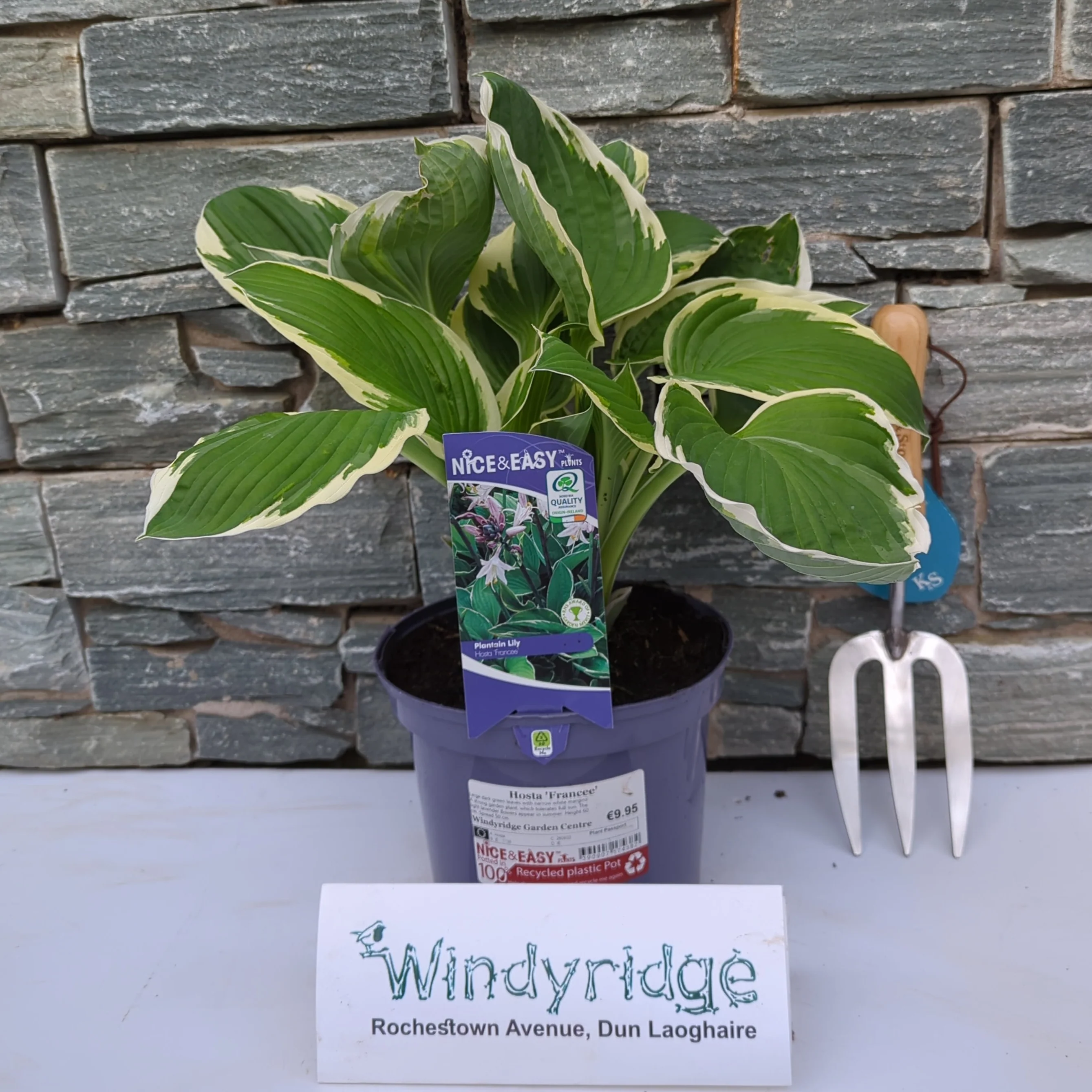 Hosta Francee