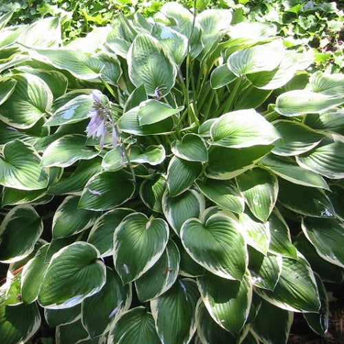 Hosta Francee - Image 2