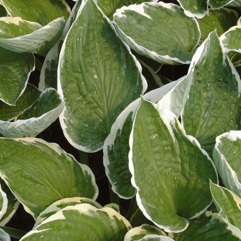 Hosta Francee - Image 3