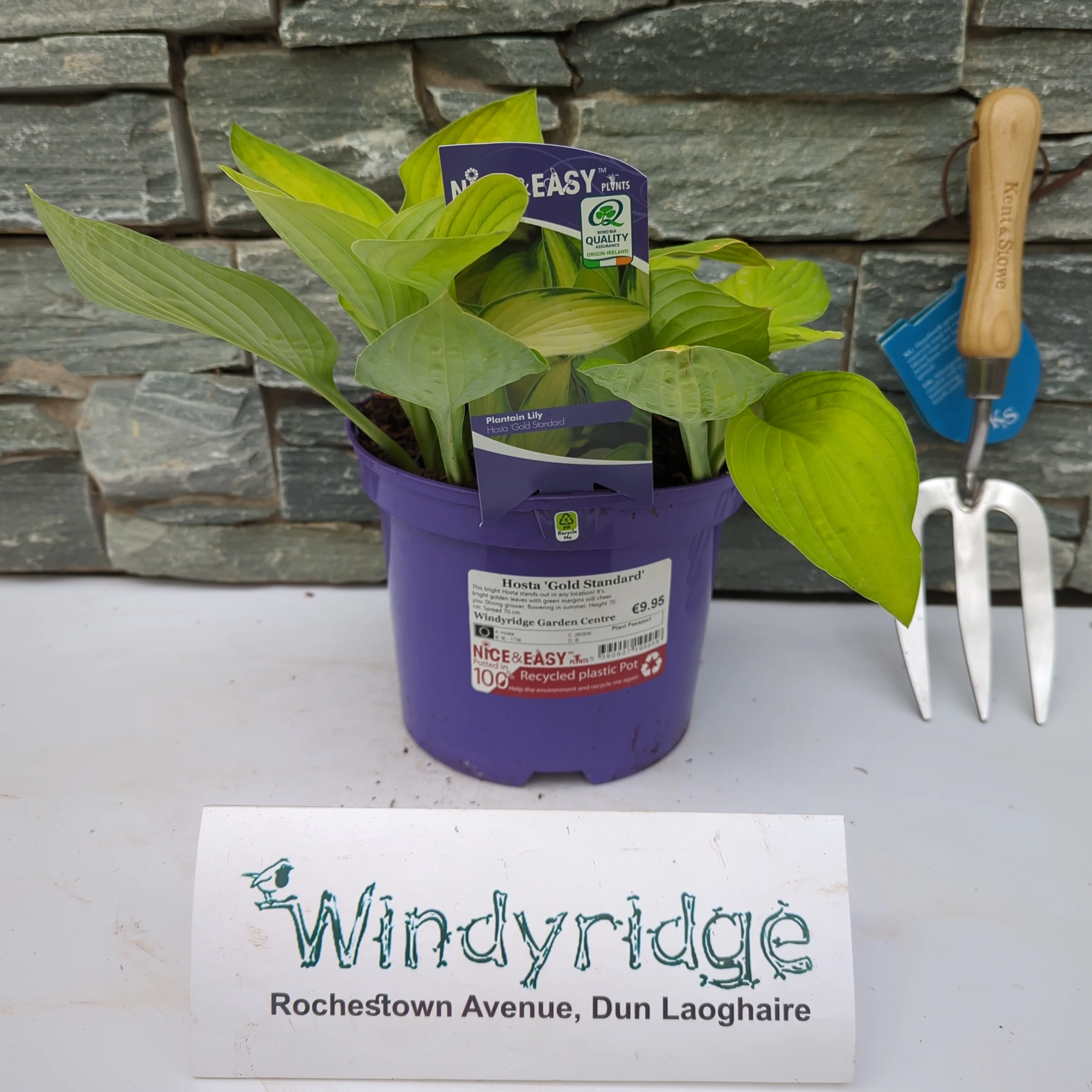 Hosta Gold Standard - Image 3
