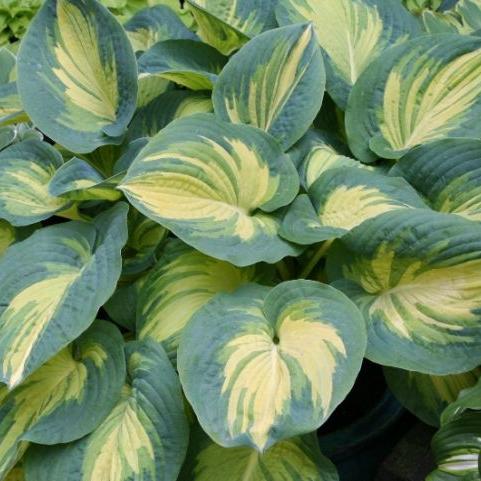 Hosta Great Expectations - Image 2