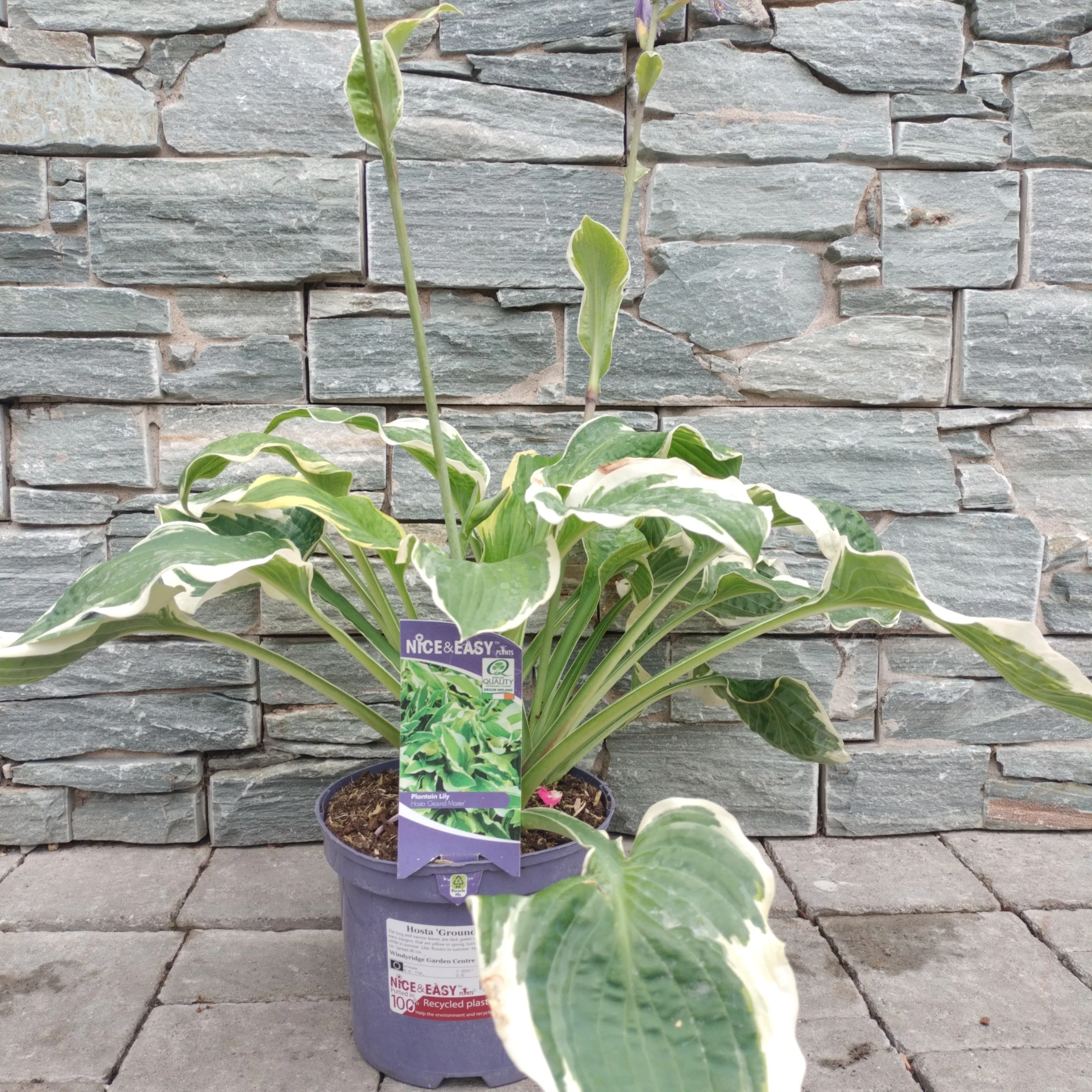 Hosta Ground Master - Image 2