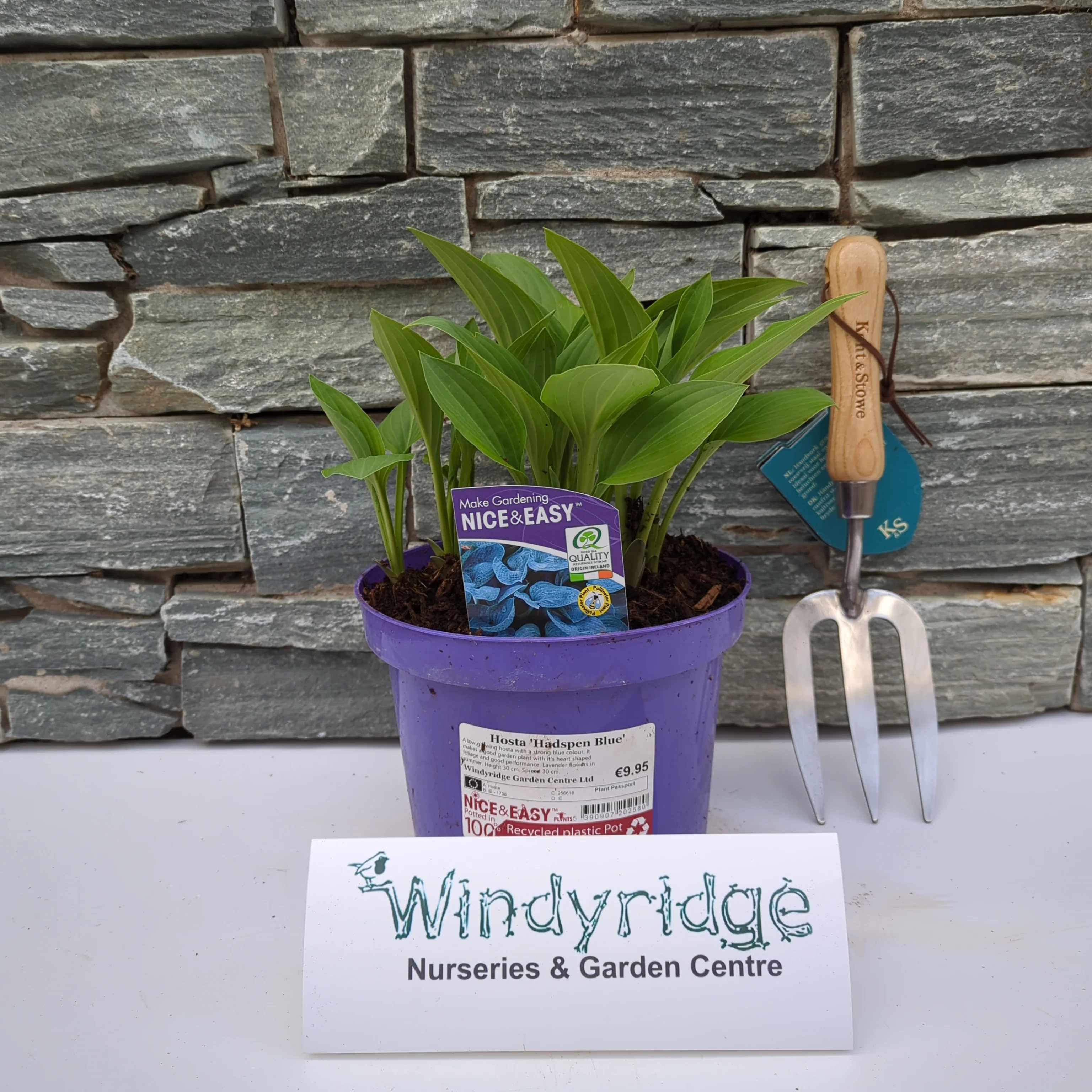 Hosta Hadspen Blue - Image 2