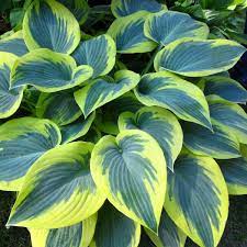 Hosta Hadspen Blue - Image 3