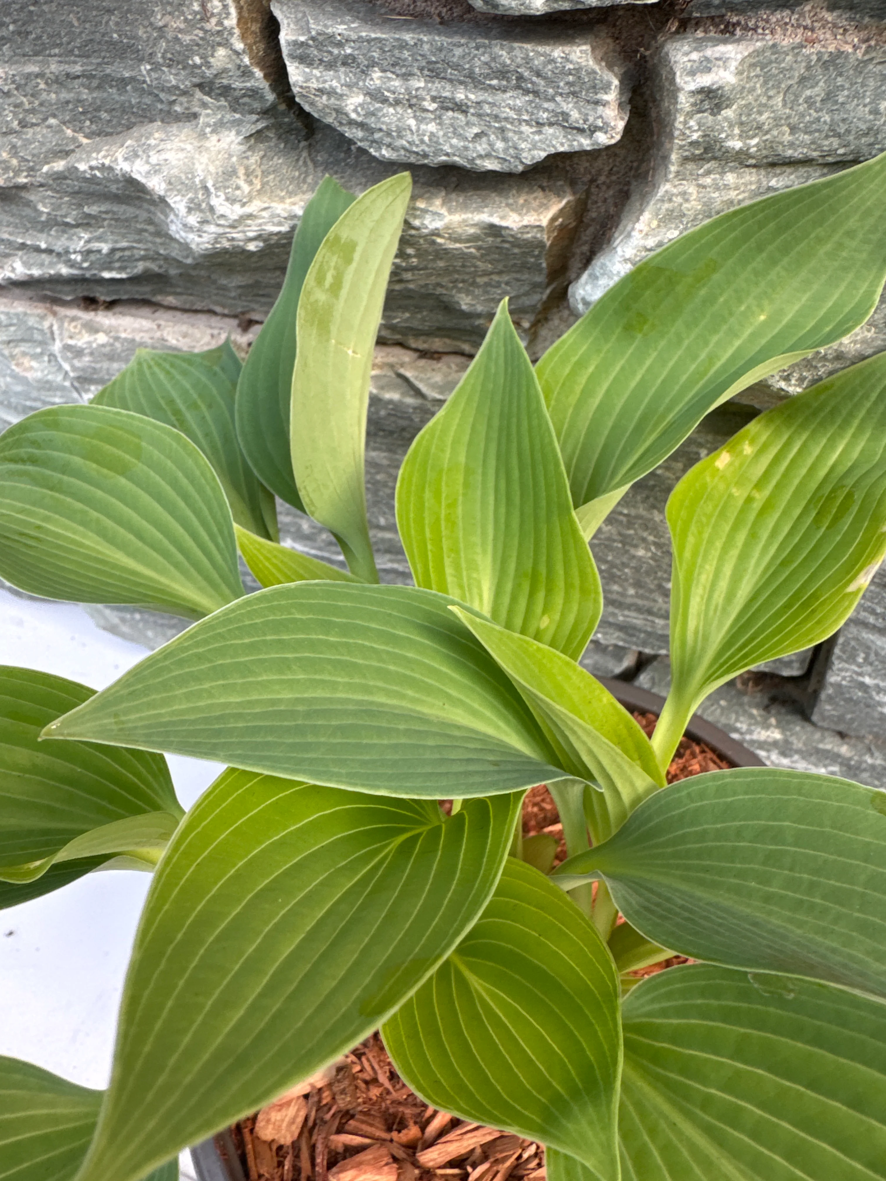 Hosta Halcyon  2 Ltr pot - Image 3