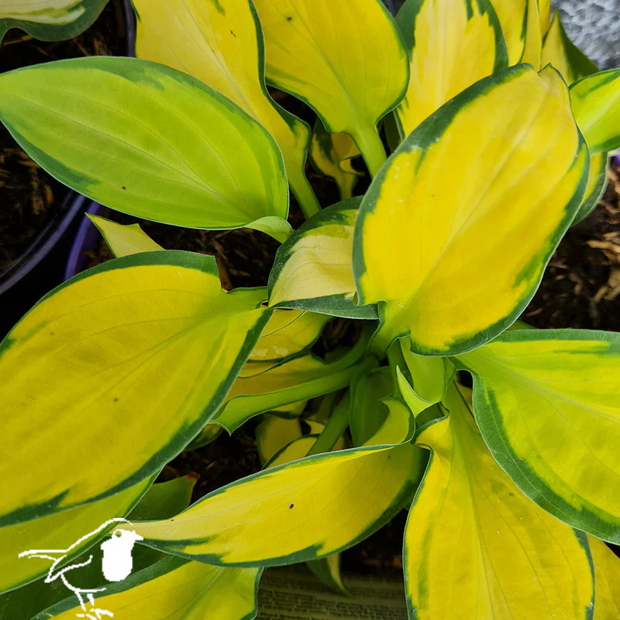 Hosta 'Orange Marmalade' Â® - Image 2