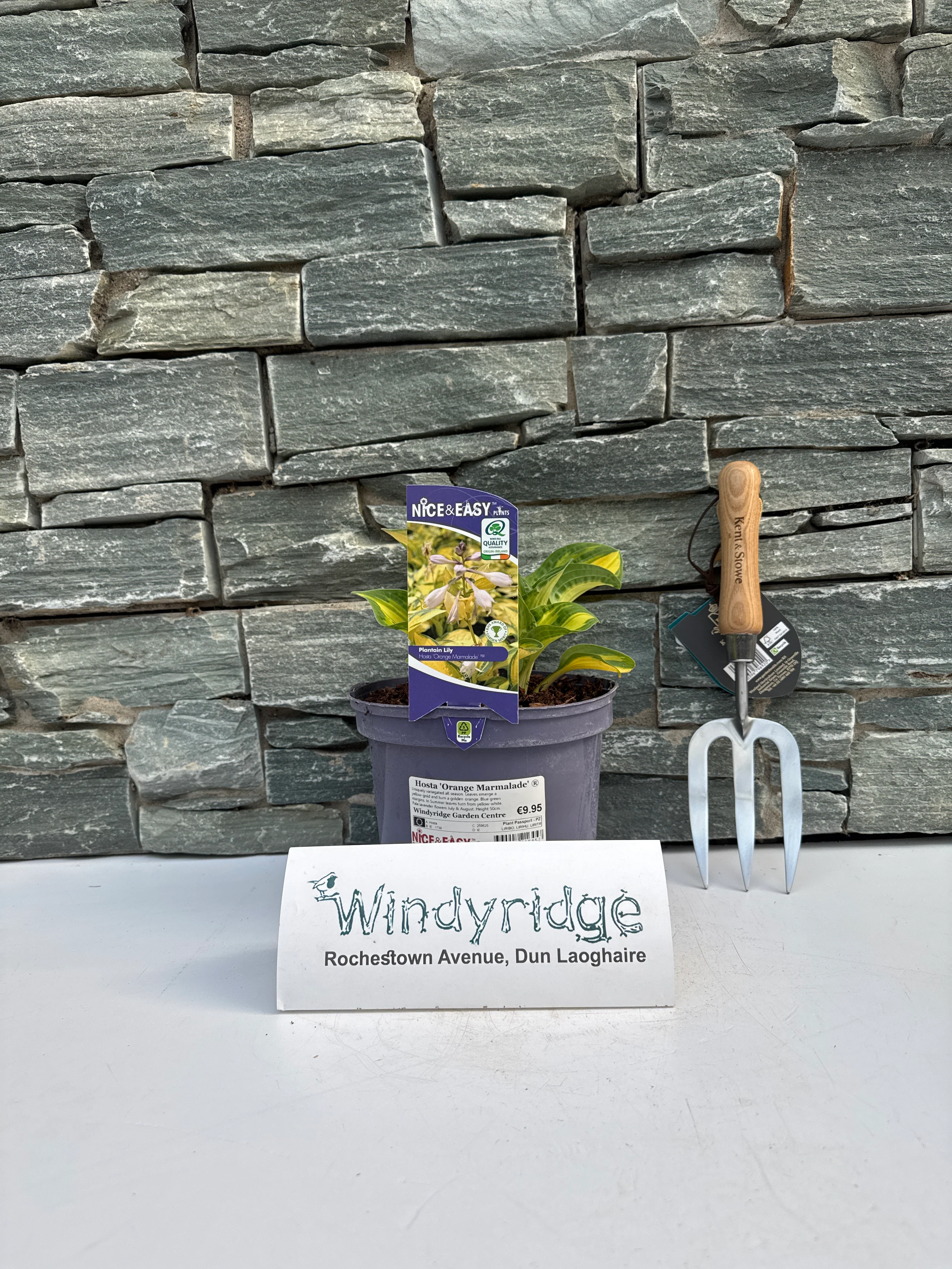 Hosta 'Orange Marmalade' Â® - Image 3