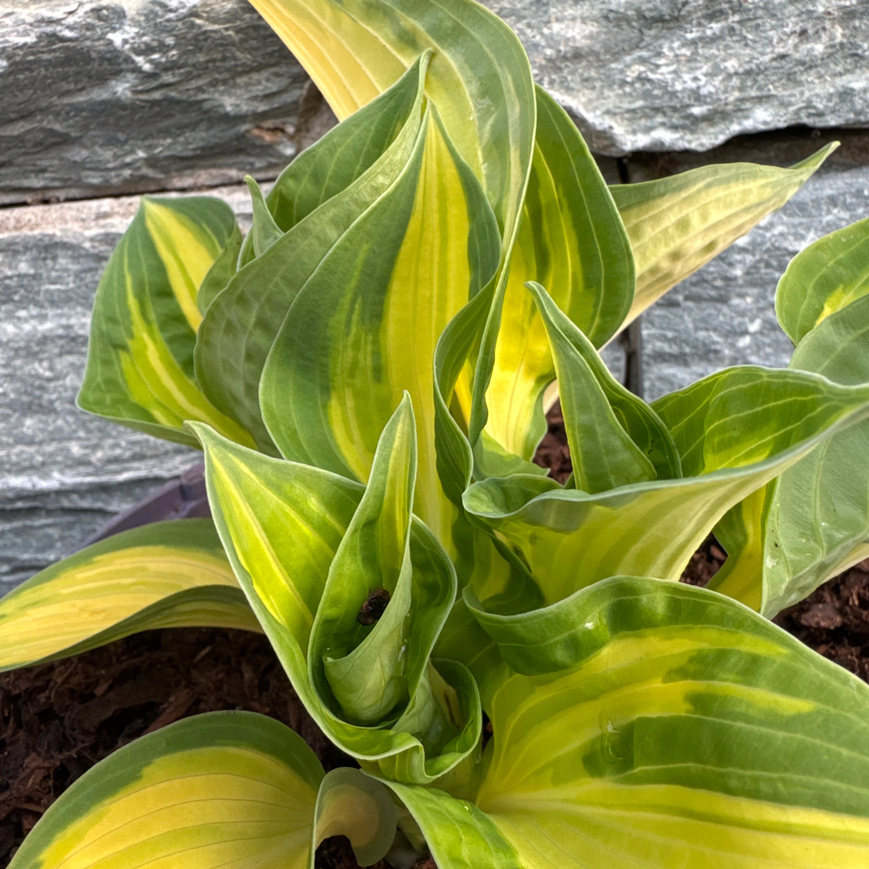 Hosta 'Orange Marmalade' Â® - Image 4