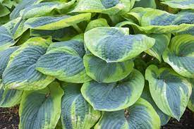 Hosta sieb. 'Frances Williams' - Image 3