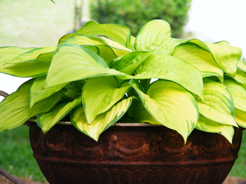 HOSTA Stained Glass - Image 3