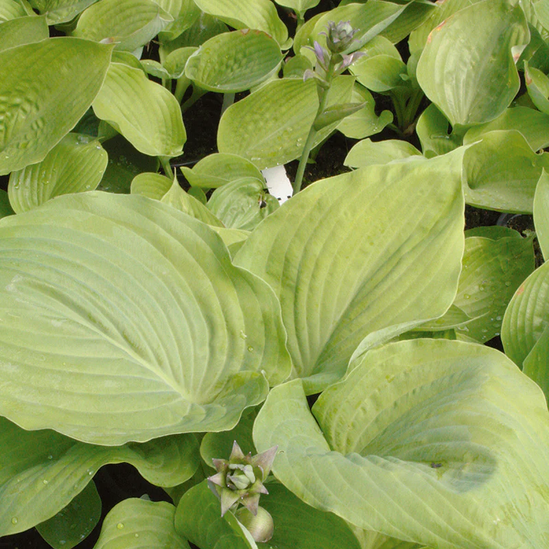 Hosta  Sum and Substance - Image 3