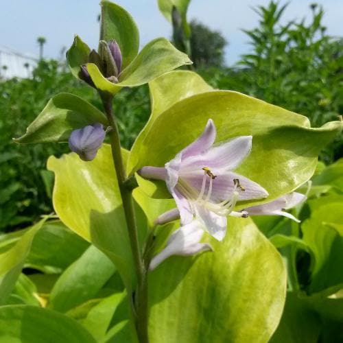 Hosta  Sum and Substance - Image 4