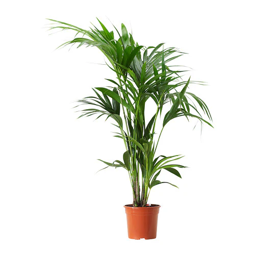 Howea forsteriana