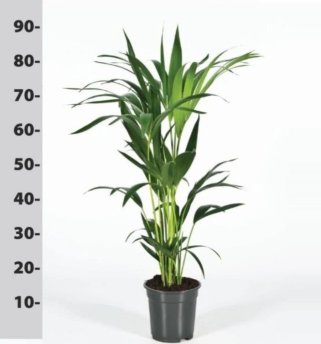 Howea forsteriana  P17 - 80 CM