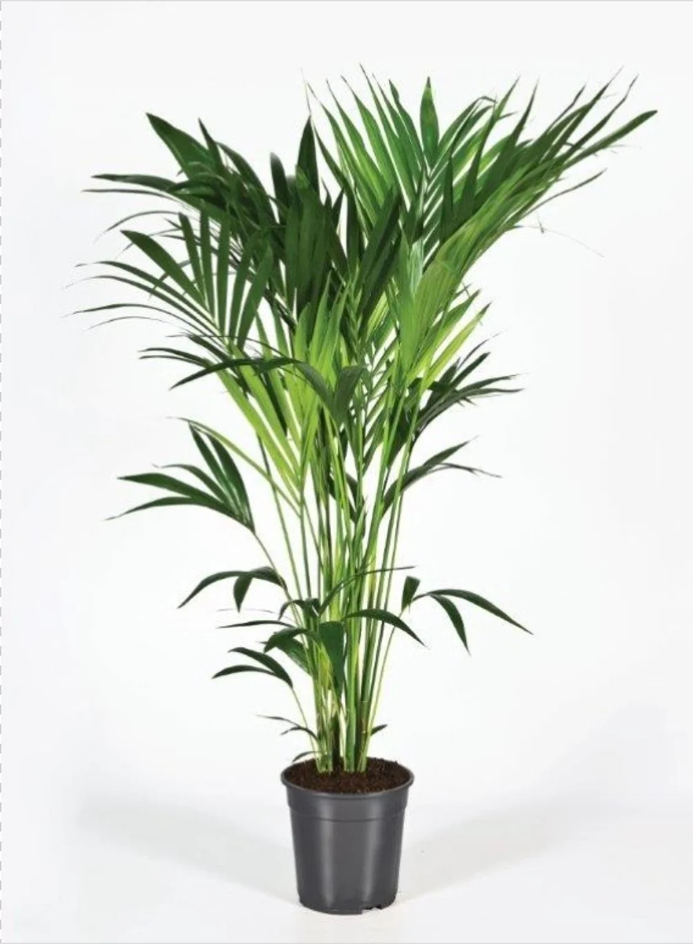 Howea forsteriana P24 / 140 CM