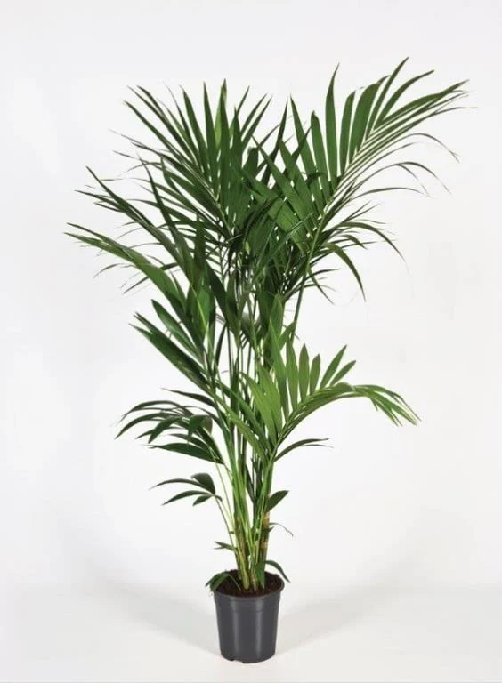 Howea forsteriana P24, 180 CM