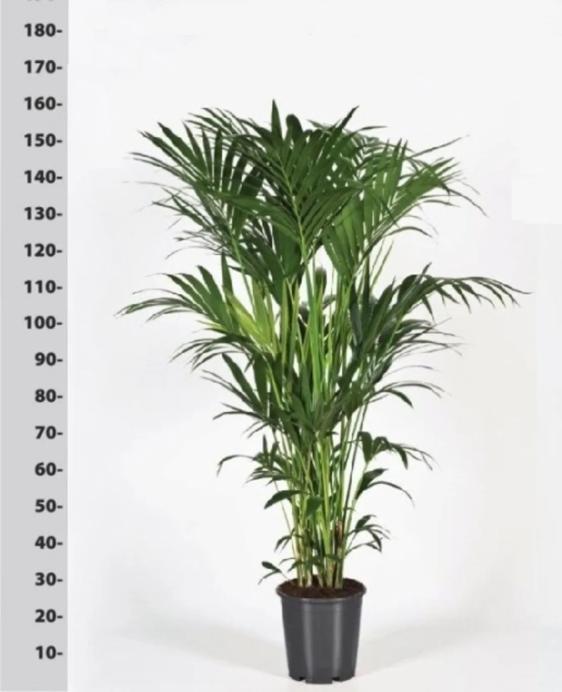 Howea forsteriana P32 - 200 CM - Image 2