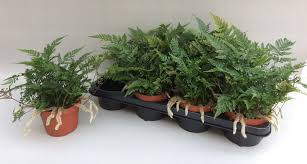 Humata tyermannii - Image 2