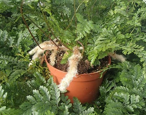 Humata Tyermannii