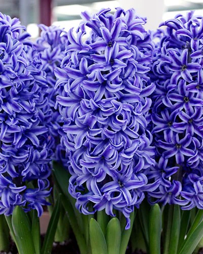 HYACINTH BLUE JACKET