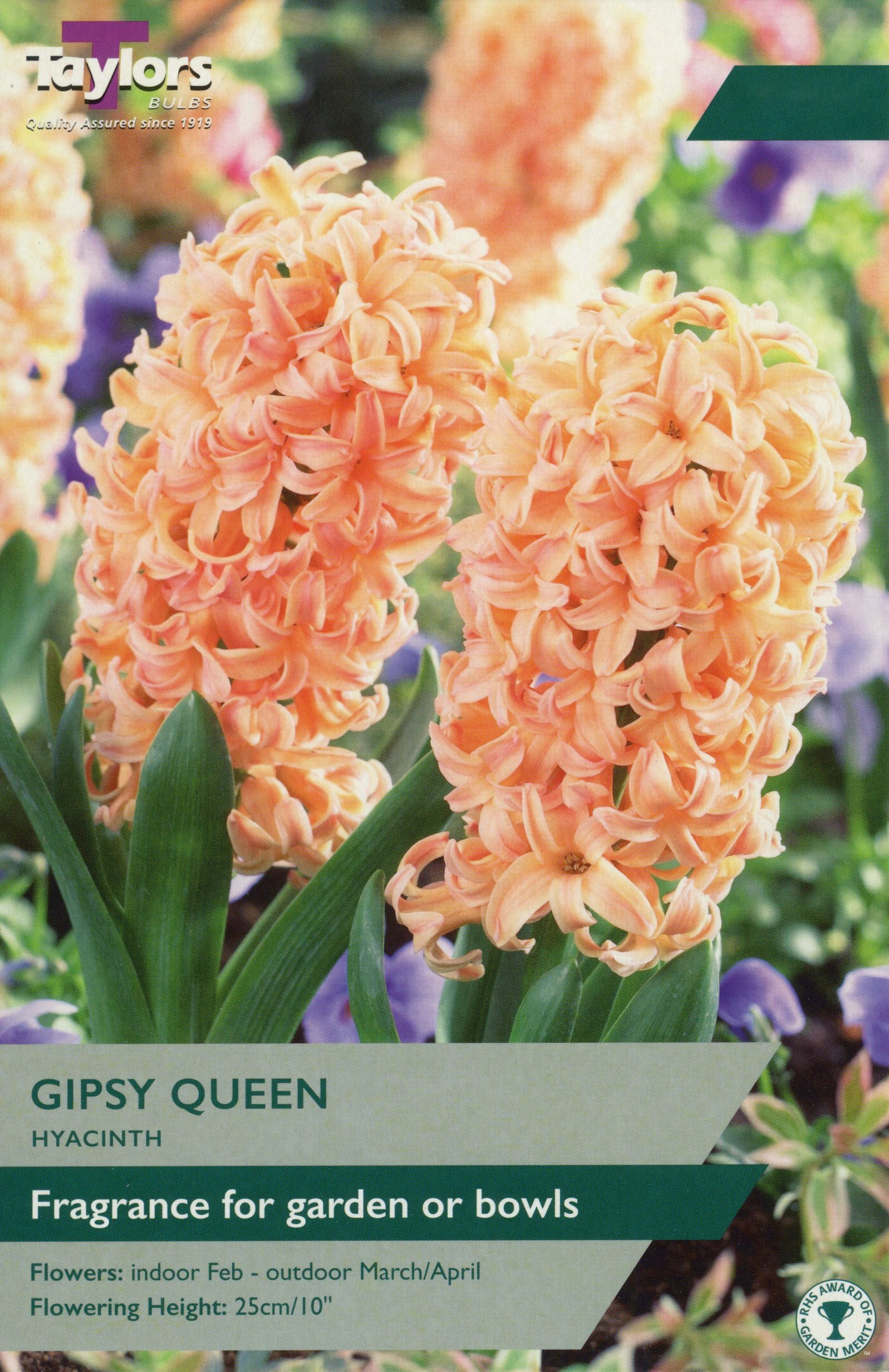 HYACINTH GIPSY QUEEN GARDEN 4