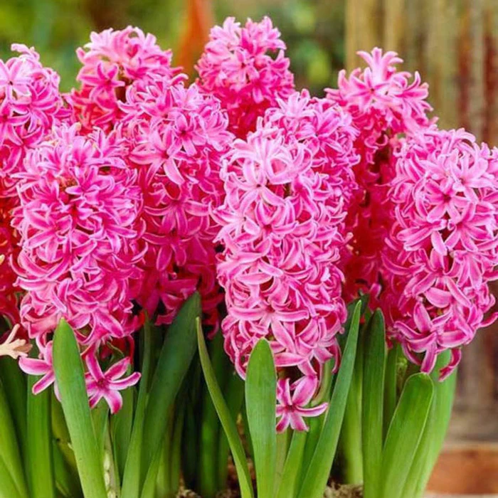HYACINTH PINK PEARL x 6 - Image 2