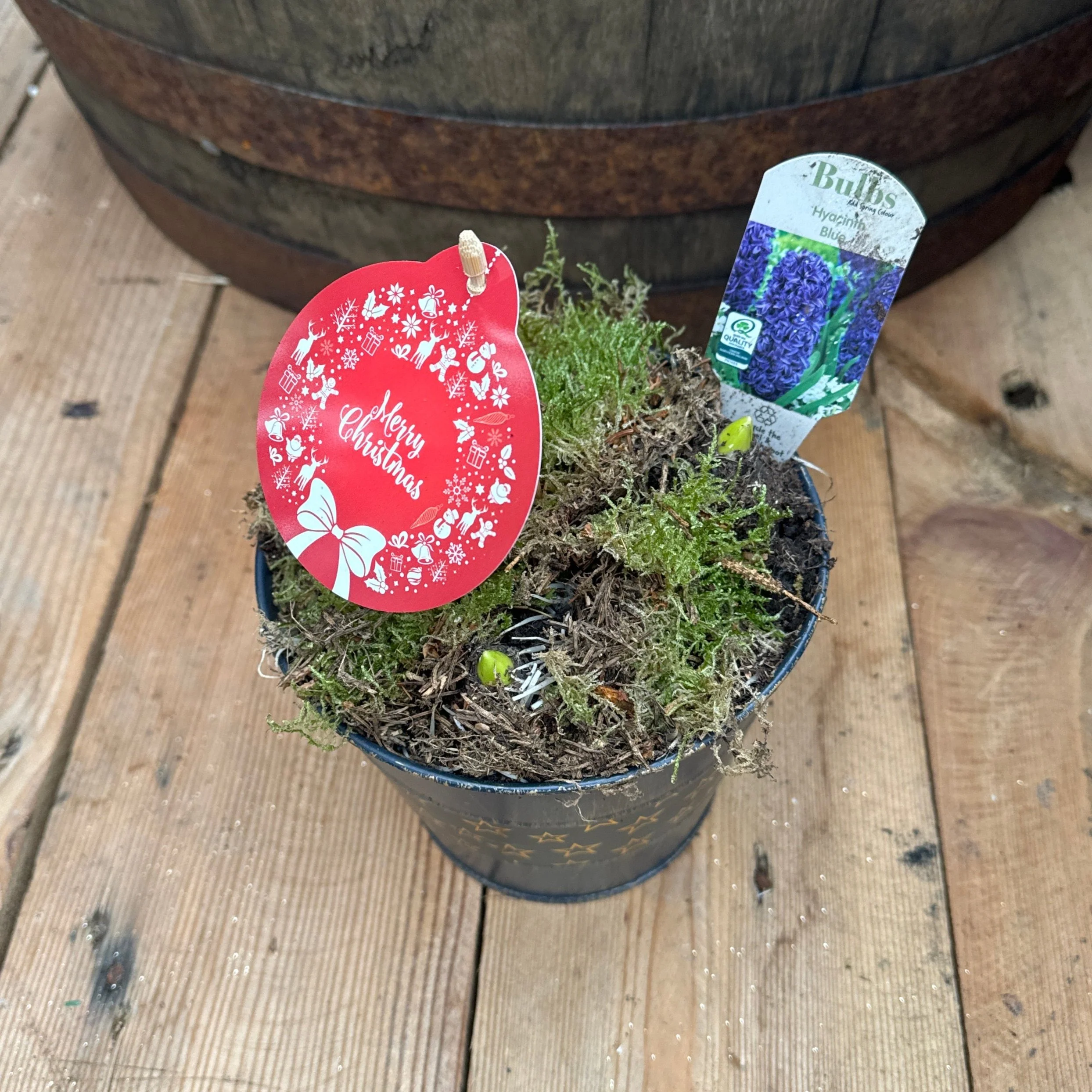 HYACINTH PLANTER - Image 3