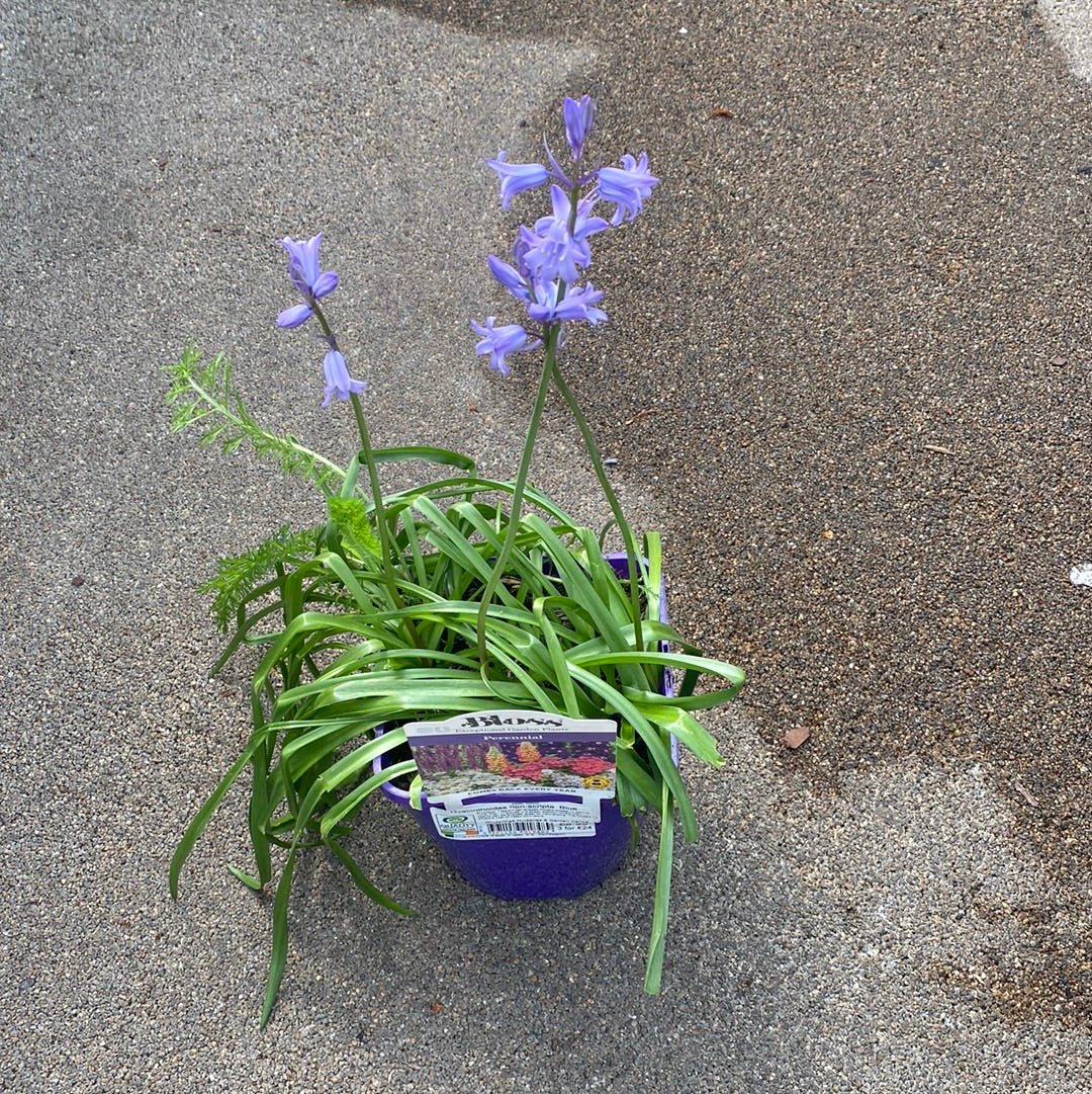 Hyacinthoides non-scripta  Blue - Image 3