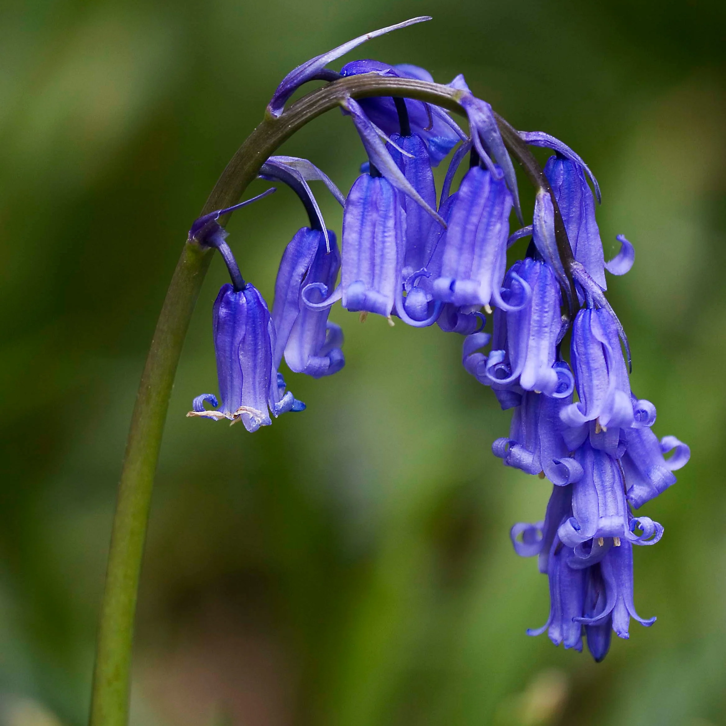 HYACINTHOIDES NON-SCRIPTA loose 10 for 3.95