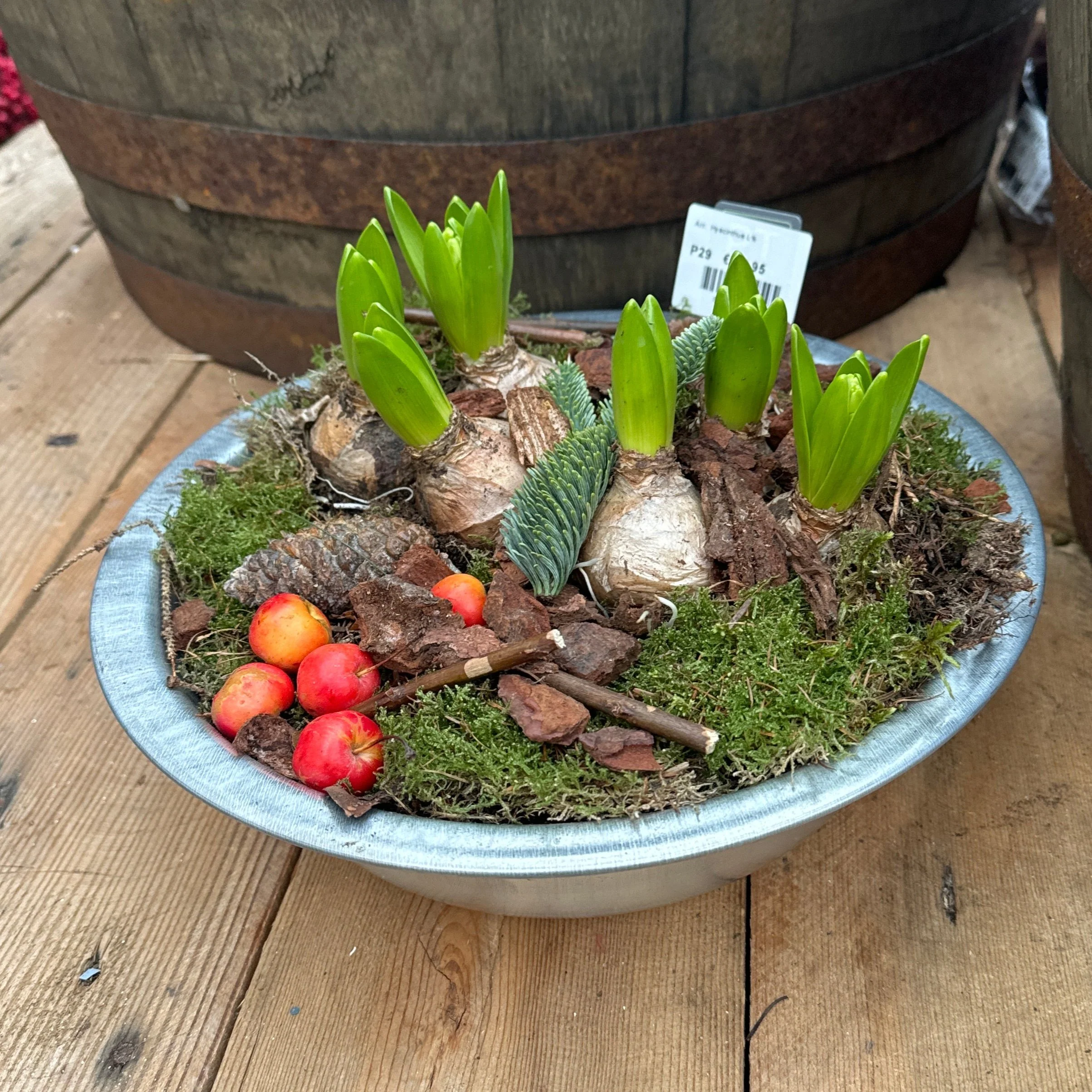 Hyacinthus Arr. L Winter in Metal Bowl - Image 3