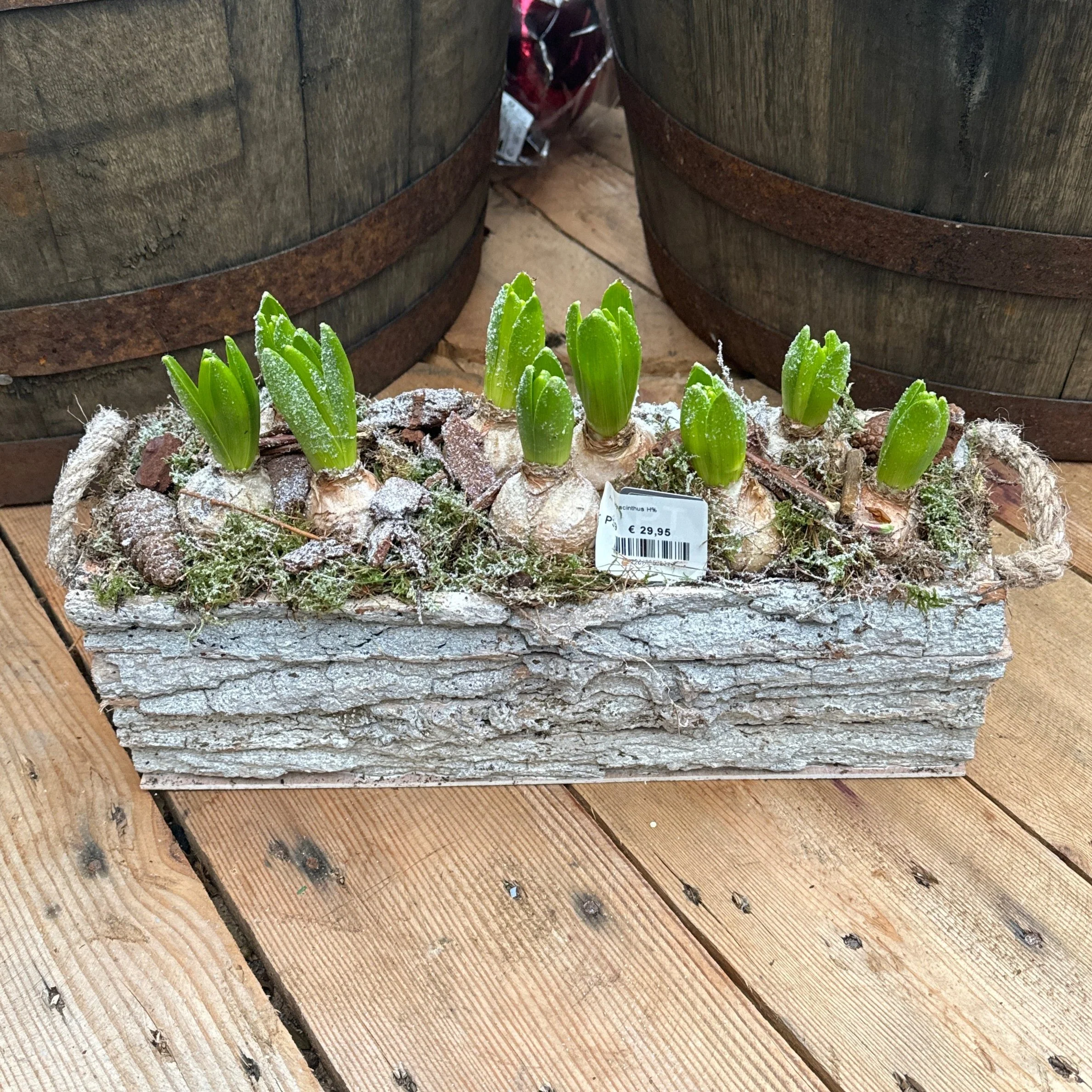 Hyacinthus Arr. Winter in Houten Tray - Image 3