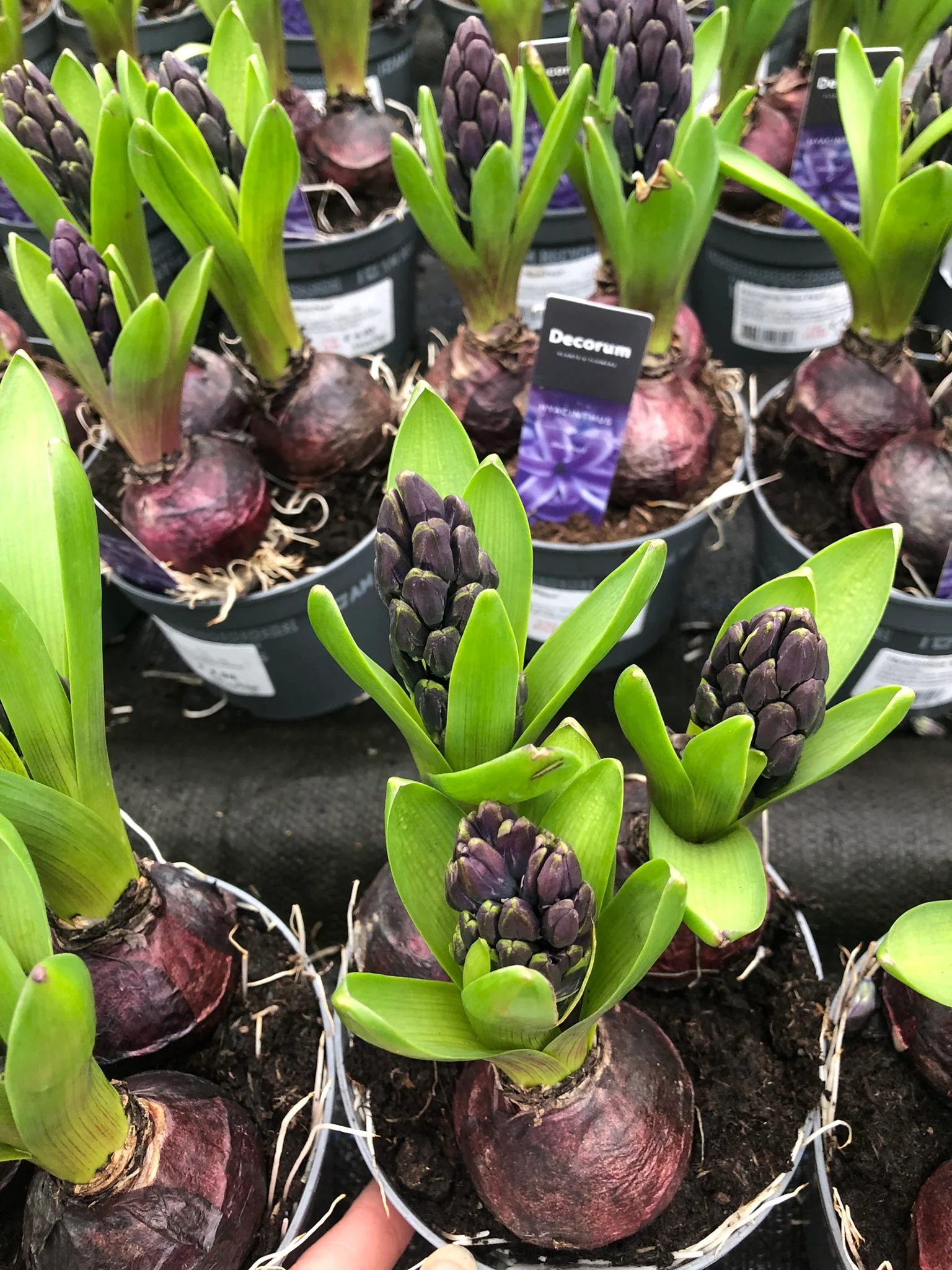 Hyacinthus Blue Pearl / P12 - Image 2
