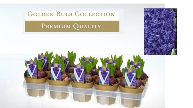 Hyacinthus Blue Pearl / P12 - Image 3