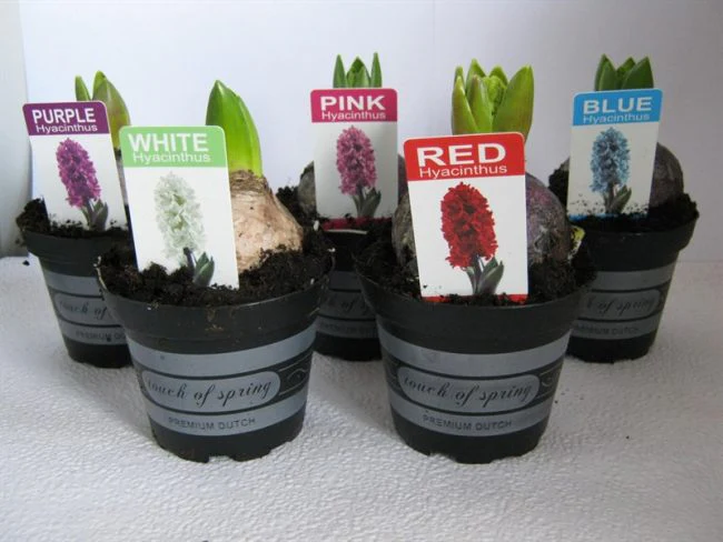Hyacinthus (DA) mix