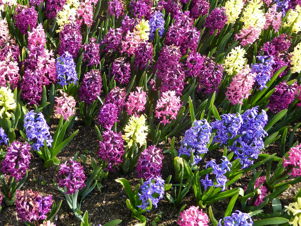 Hyacinthus (DA) mix  P16 - Image 2