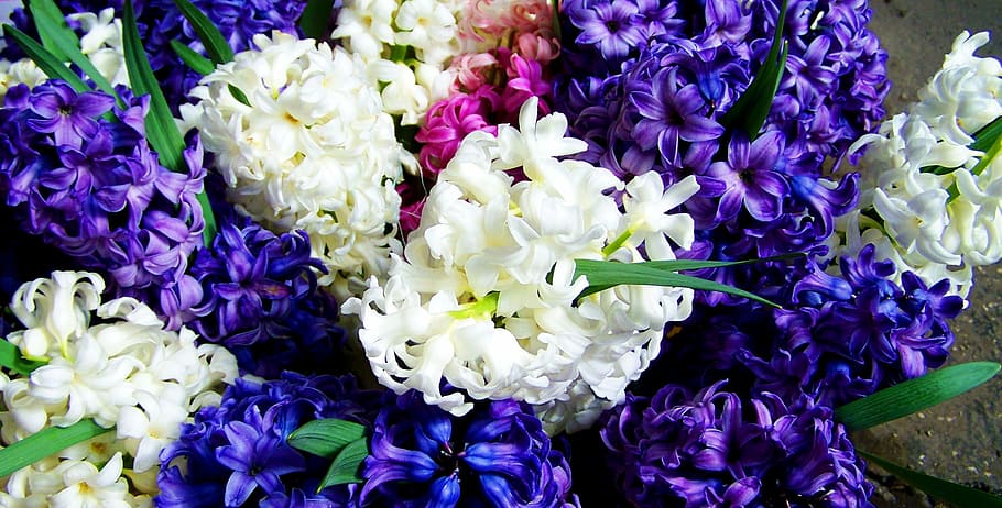 Hyacinthus (DA) mix  P16 - Image 3