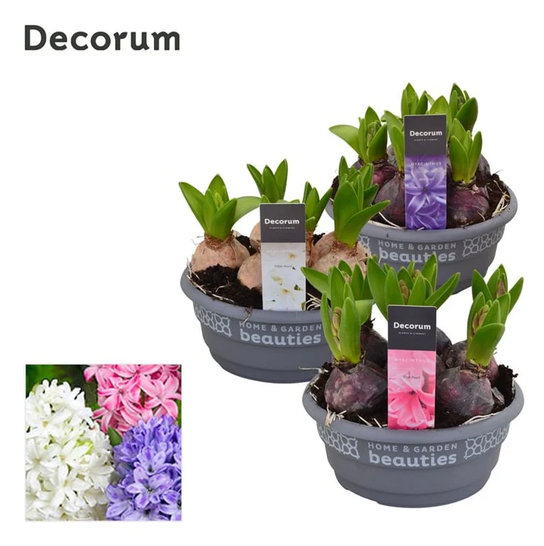 Hyacinthus mix P16