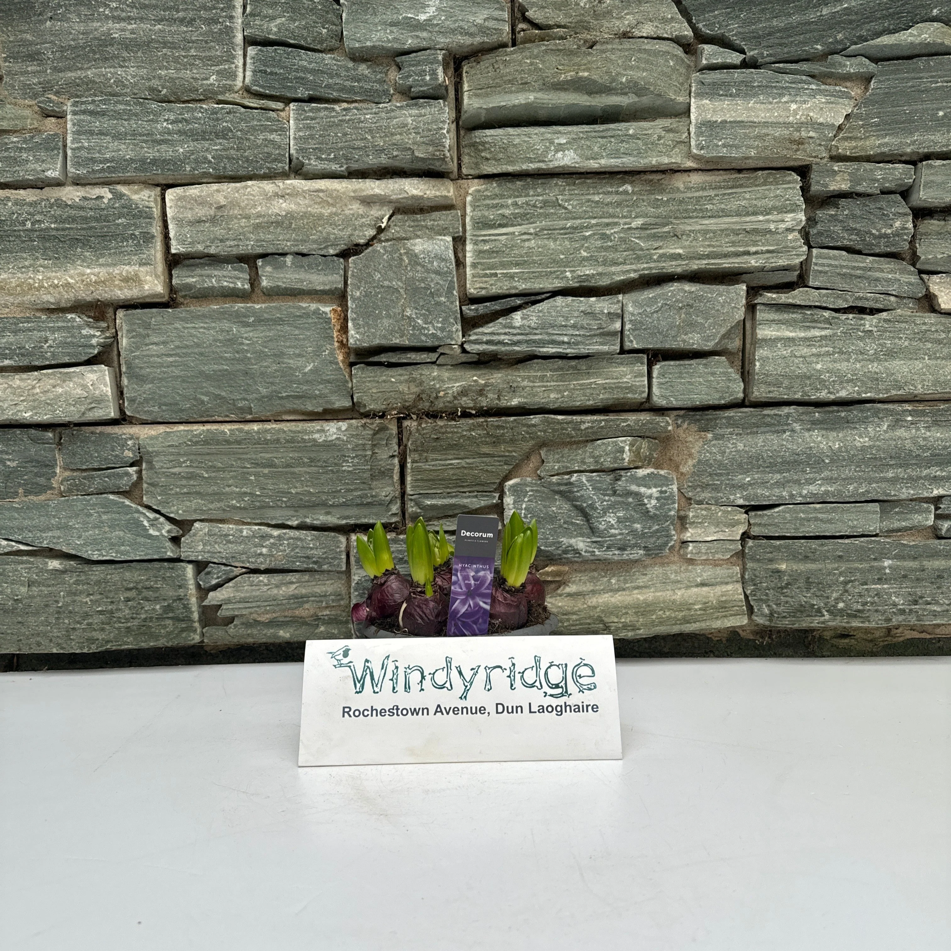 Hyacinthus mix P16 - Image 3