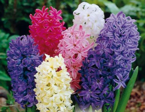 HYACINTHUS MIXED COLOURS X 4 - Image 2