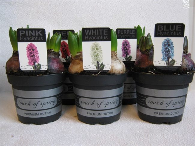 Hyacinthus orie. mix