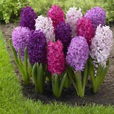 Hyacinthus orie. mix ton sur ton 3pp