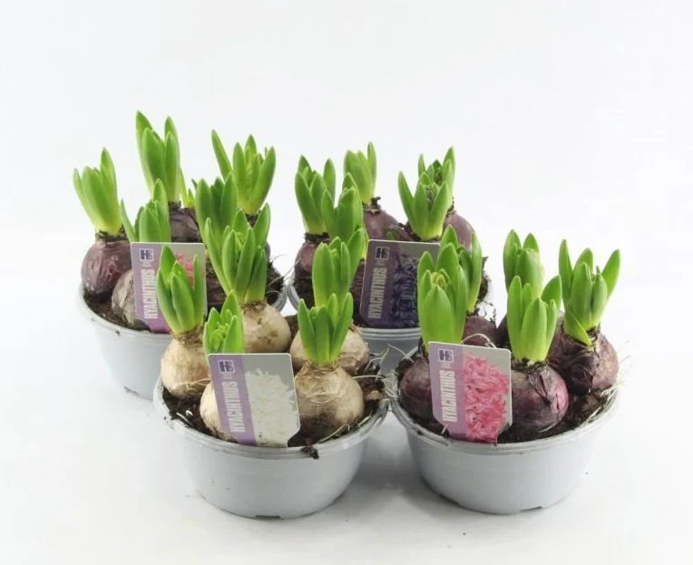 Hyacinthus orie. Pearl White bowl