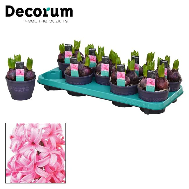 Hyacinthus Pink Pearl  P7 - Image 2