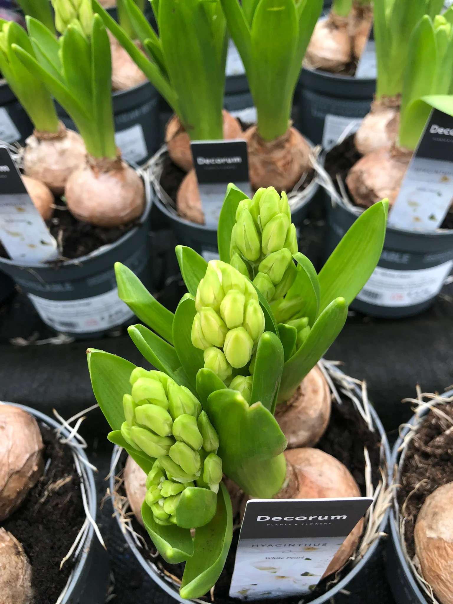Hyacinthus White Pearl  P12 - Image 2