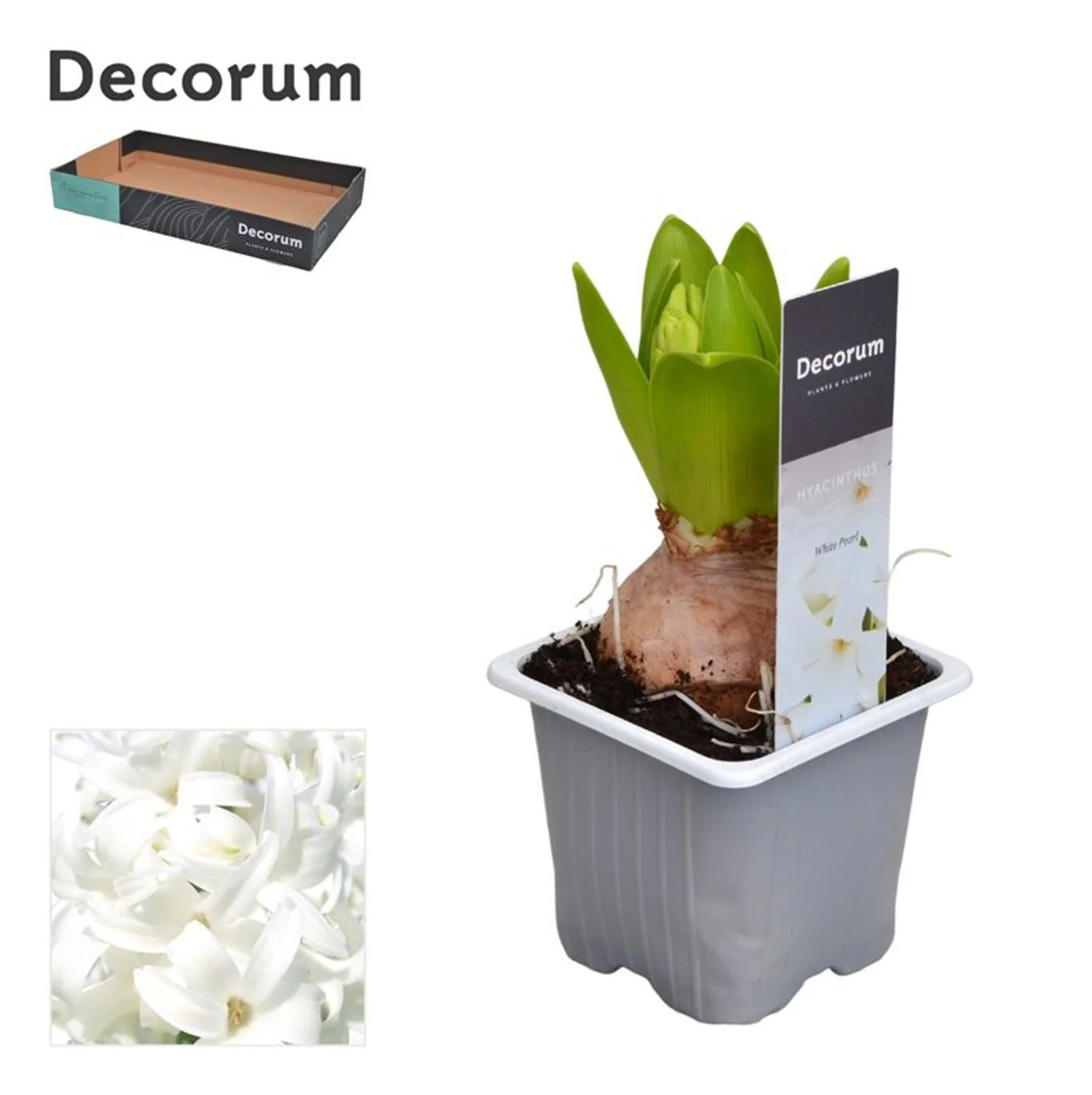 Hyacinthus White Pearl / P7 - Image 2