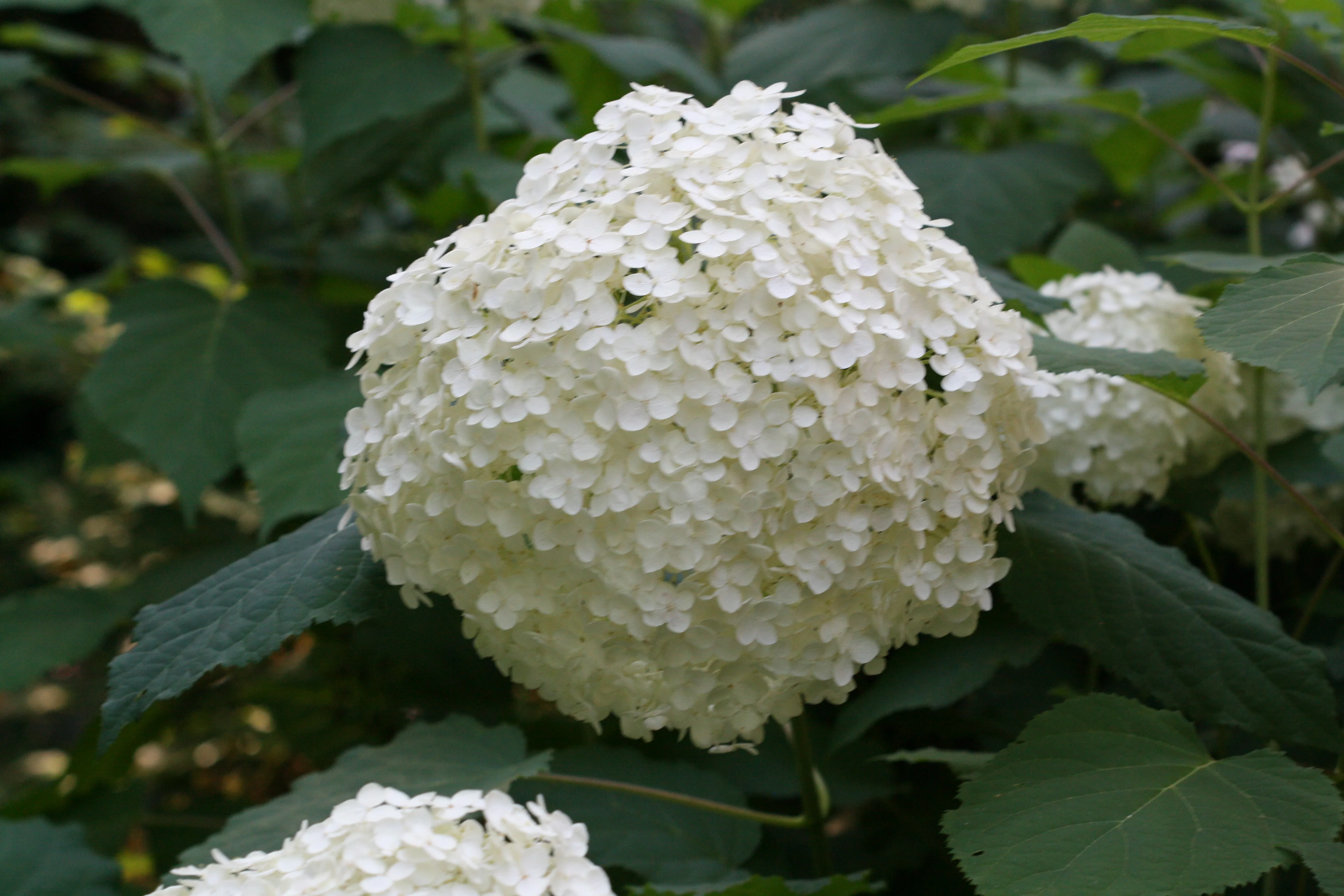 Hydrangea a. Annabelle