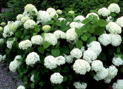 Hydrangea a. Annabelle