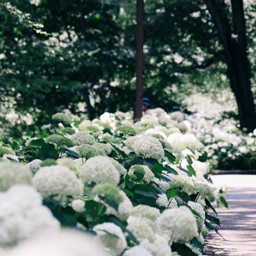 Hydrangea a. Incrediball